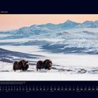 01 Januar. Zwei Moschusochsen im Schnee, dahinter verschneite Berge. Kalenderübersicht für Januar unten.