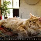 Kalender für Januar unten, darüber liegt eine Katze auf einer bunten Decke, im Hintergrund Pflanzen.