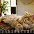 Kalenderdaten am unteren Rand; große Katze auf einem bunten Teppich; gemütliches Zimmer mit Pflanzen im Hintergrund.