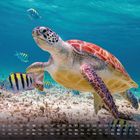 Kalender mit Daten und Tagen, darunter eine Meeresschildkröte, umgeben von bunten Fischen im klaren, blauen Wasser.