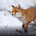 Kalender, Januar. Ein Rotfuchs im Schnee, leichtes Schneetreiben. Der Fuchs läuft aufmerksam, Gras und Blätter sichtbar.