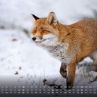Kalender für Januar mit der Überschrift "Rotfuchs". Ein Fuchs läuft durch eine schneebedeckte Landschaft.
