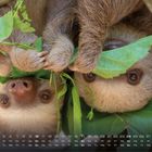 Ein Kalender zeigt das Datum mit Zahlen und Wochentagen. Zwei Faultiere hängen kopfüber und halten grüne Blätter.