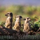 Kalender mit Monatsübersicht: Zahlen 1 bis 31, Wochentage Fr bis So. Drei Erdmännchen im Grünen, aufmerksam blickend.