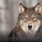 Kalenderblatt mit Januar-Daten. Nahaufnahme eines Wolfes mit Schnee auf der Schnauze, im winterlichen Hintergrund.