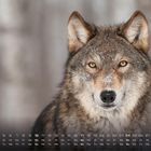 Zahlen 1 bis 31 unten, einige hervorgehoben. Ein Wolf im Winter bei Schnee, mit aufmerksamem Blick und weichem Fell.