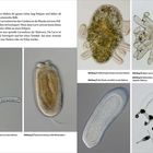 Abbildung 11 bis 16 zeigen verschiedene Larvenstadien von Anthozoa, Hydrozoa und Scyphozoa, überwiegend mikroskopisch.
