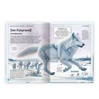 "Der Polarwolf", "Canis lupus arctos", Beschreibung seines weißen Fells, Rudelführung. Illustration eines Polarwolfs in Schnee.
