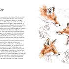 Text: "Februar". Illustration mit mehreren Füchsen, teils farbig gemalt, teils skizzenhaft. Links ein Textblock.