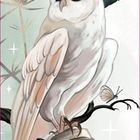 Text: "DER ZWISCHENBEREICH". Illustration: Weiße Eule auf Ast, umgeben von Schmetterlingen.