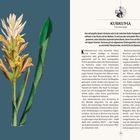Links ist eine botanische Illustration einer Kurkumapflanze. Rechts Text über die Anwendungen und Geschichte von Kurkuma.
