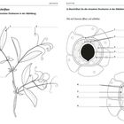 Links: Kletterpflanze mit nummerierten Strukturen. Rechts: Illustrationen zu Stomata, zeigen Öffnen und Schließen.