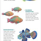 QUEEN ANGELFISH: Auf Korallenriffen im Atlantik, schwimmen manchmal paarweise. 

RAINBOW PARROTFISH: Papageifische nutzen ihre schnabelartigen Schnäbel, um Algen abzukratzen.

MANDARINFISH: Diese kleinen, bunten Fische erreichen nur 2,5 Zoll Länge. 

Die leuchtenden Farben tropischer Fische helfen ihnen, sich vor bunten Korallenriffen zu tarnen.

Illustration von farbenfrohen tropischen Fischen.