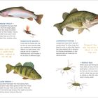 RAINBOW TROUT: Bunter Fisch mit pinken Streifen. PARACHUTE ADAMS: Fliege zum Angeln. LARGEMOUTH BASS: Weithin genutzter Sportfisch.