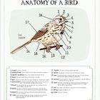 "ANATOMY OF A BIRD." Eine Illustration eines Vogels mit nummerierten Körperteilen zum Studium der Vogelanatomie.