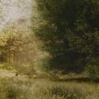 Eine sonnendurchflutete Waldszene mit hohen Bäumen, ein großer Baum rechts, Wiese im Vordergrund, drei Menschen in der Ferne.