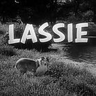 Text "LASSIE", Graslandschaft mit Hund am Teich. Monochrome Szene.