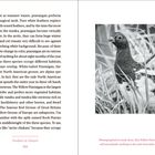 Studien in der Natur 144. Fotografiert im Juni, wird dieser Weidenhuhn bald seine braune Farbe erhalten. Ein Huhn im Gras.