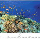 Tropisches Riff. Zahl 10 prominent. Meer mit Korallen, bunte Fische schwimmen im klaren blauen Wasser.