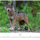 Kalender für Oktober mit einem Wolf. Der Wolf steht in einem grünen Wald, aufmerksam und wachsam.