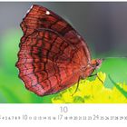 Zahlen von 1 bis 31, darunter "10", großer roter Schmetterling auf gelber Blume mit grünem Hintergrund.