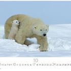 "Eisbärmamma mit Baby", Oktoberkalender. Eine Eisbärmutter schreitet durch den Schnee, das Junge folgt dicht hinter ihr.