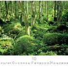 Text: "Birkenwald", "10", "CASARES EDITION". Dicht bewachsener Wald mit Birken und üppigem Moos auf dem Boden.