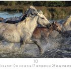 10. Kalenderunterseite mit Monatszahlen und galoppierenden Pferden durch Wasser. Dynamische Bewegung und spritzendes Wasser.