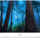 Text: "Big Sur State Park Redwood Forest", "10". 

Ein dichter Wald mit hohen Bäumen und blauem Licht.