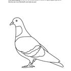 "Du bist dran! Jetzt weißt du, warum Straßentauben so unterschiedlich aussehen. Mach einen Stadtspaziergang. Illustration einer Taube."
