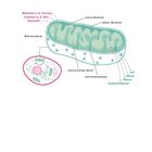 Seitliche Darstellung eines Mitochondriums mit Beschriftungen: Membranen, Matrix, ATP, Nährstoffe, Sauerstoff, Wasser.