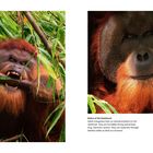 Text: "Rulers of the Rainforest" beschreibt starke Orang-Utans. Links ein Orang-Utan, der Bambus beißt, rechts ein Porträt. Seiten 26-27.