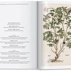 Links: Namen und Beschreibungen von Pflanzen wie Holunder und Hopfen. Rechts: Illustration eines Holunderstrauchs mit Blättern und Beeren.