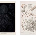 Links steht “FORSSKALIA THOLOIDES”. Rechts oben "The Voyage of H.M.S. Challenger". Zwei detaillierte Illustrationen von Siphonophoren.