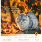 Text: "Dankbarkeit ist der Schlüssel zur Schatzkammer des Lebens." Eine flauschige graue Katze sitzt in herbstlichem Laub.