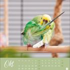 Oktobermonate, Kalender mit Wellensittich, grün-gelb, putzt sich auf einem Ast. Im Hintergrund unscharfe Streifen.