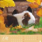 Kalenderseite für Oktober; Bild eines Meerschweinchens im Gras mit gelben Herbstblättern umgeben.