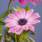 Osteospermum, Kapkörbchen; Kalenderblatt für Oktober. Zwei rosa Blumen vor unscharfem Hintergrund.
