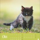 Text: "Okt" mit Kalendertagen darunter. Ein kleines, schwarz-weißes Kätzchen steht im Gras.
