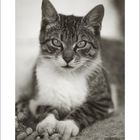 Text unten: Zahlen von 1 bis 31, mit "10" hervorgehoben. Schwarz-weiß Foto einer Katze, die nach vorne schaut.