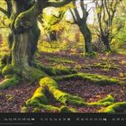 "03" markiert. Alte Bäume mit moosbedeckten Wurzeln in einem herbstlichen Wald. Blätter leuchten gelb und grün.