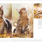 "Bengalkatze." Links: Katze frontal. Mitte: Katze blickt hoch. Rechts: Katze liegt im Herbstlaub. Darunter: Kalender für Oktober.