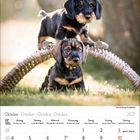 Kalenderblatt für Oktober 2027. Zwei niedliche Hundewelpen spielen im Gras, einer steht auf einem Ast über dem anderen.