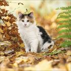 Ein dreifarbiges Kätzchen sitzt zwischen Herbstblättern und Farnen und schaut direkt in die Kamera.