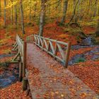 Eine Holzbrücke in einem Herbstwald überquert einen kleinen Bach, umgeben von gelb-rotem Laub.