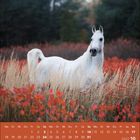 Kalenderblatt für Oktober 2027. Ein weißes Pferd steht in einer herbstlichen Landschaft mit roten Blättern und hohem Gras.