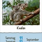 "Koalas", "Samstag 11", "Sonntag 12", "September". Zwei Koalas auf einem Ast, Hintergrund unscharf grün.