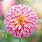 Kalenderblatt mit Oktober; rosa Blume in Nahaufnahme, kreisförmig, mit gelbem Zentrum, verschwommener Hintergrund.