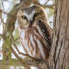 Ein kleines Eulchen sitzt auf einem Ast, umgeben von Bäumen, mit aufmerksamem Blick und braun-weißem Gefieder.