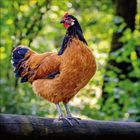 "JANUAR 2022", "KORSCH VERLAG", "MADE IN GERMANY". Fotos von verschiedenen Hühnern in einem Raster auf grünem Hintergrund.